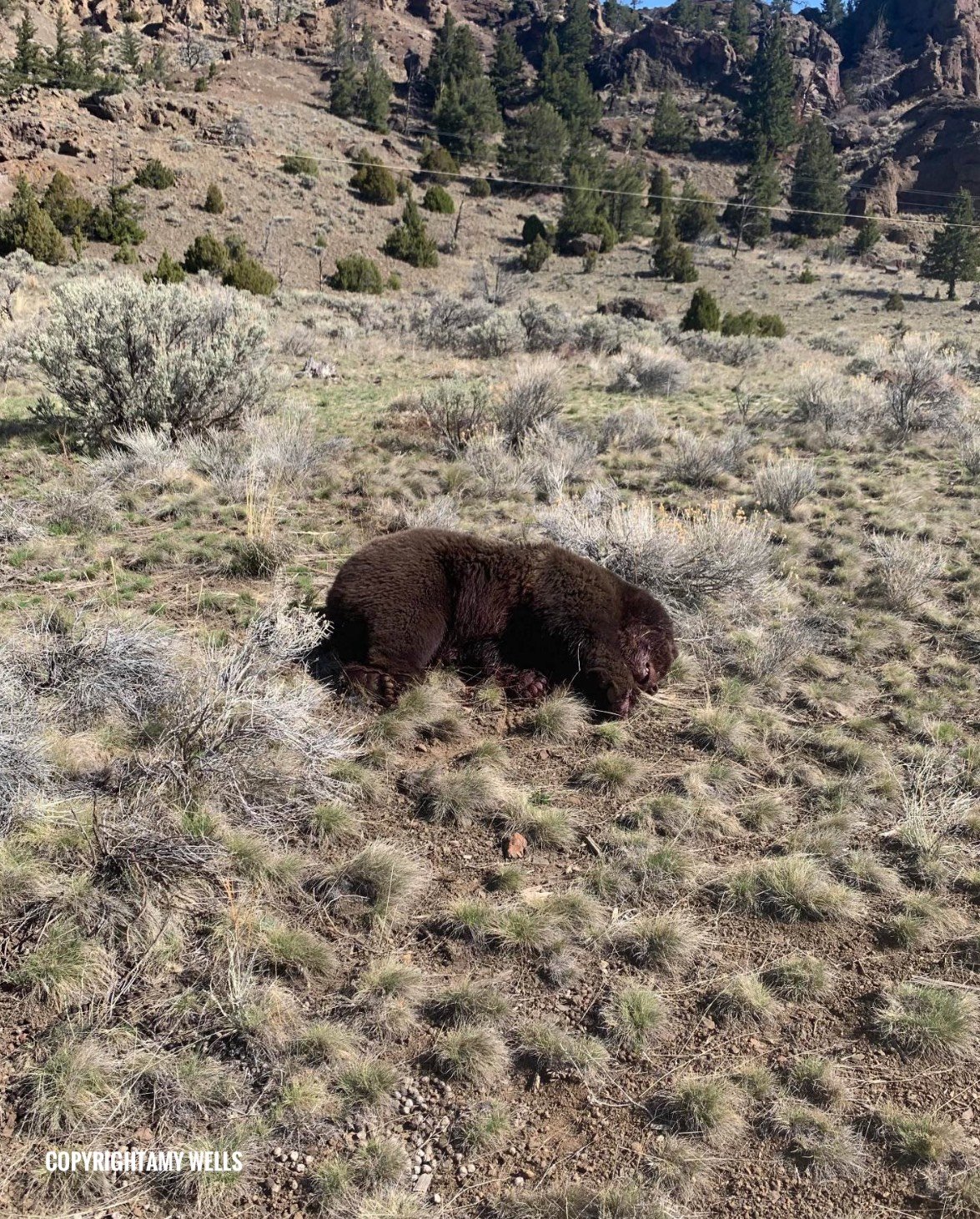 Grizzly Bear Death Near Yellowstone National Park Under Investigation ...