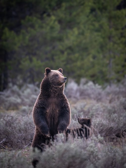 Grizzly 399 Emerges from Hibernation The Wyoming Truth