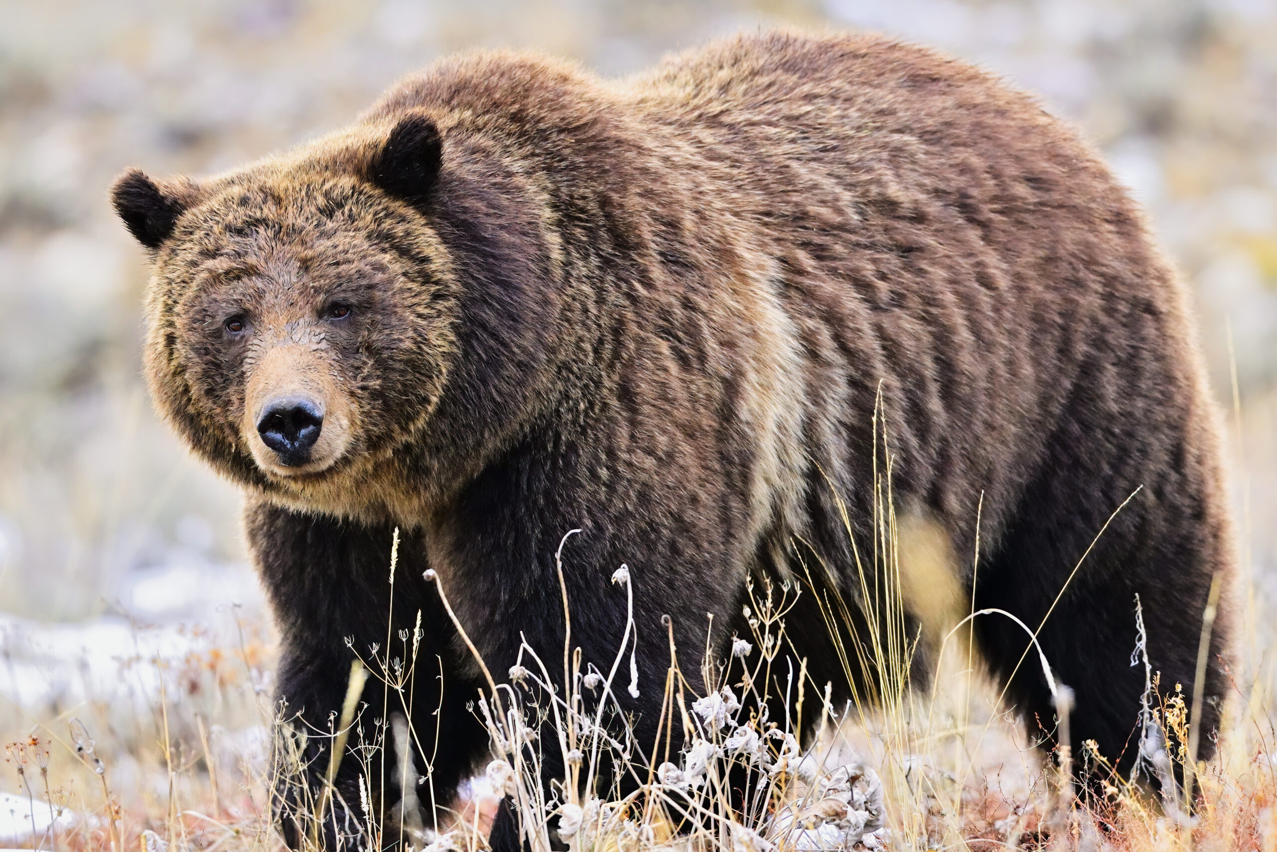 Man Injured in Grizzly Encounter Near Dubois - The Wyoming Truth