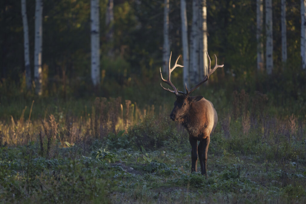 A large bull elk relaxes and grazes in a field in Jackson Hole after a
